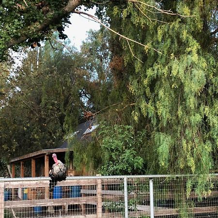 Wine Country Private Working Sheep Farm; Rustic Elegance Villa Temecula Exterior photo
